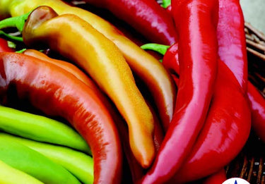 Mexican Sunset Hot Banana Hybrid Pepper
